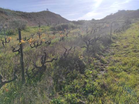 TERRENO RUSTICO COM 29.760 M2 - COM POÇO E ARVORES - CASTRO MARIM - ALGARVE