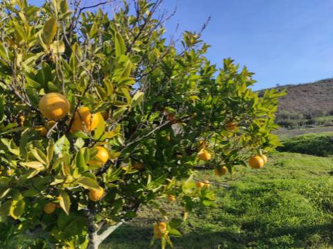 TERRENO RUSTICO COM 29.760 M2 - COM POÇO E ARVORES - CASTRO MARIM - ALGARVE