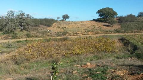 TERRENO RUSTICO COM 2.840 M2 - CORUJOS - CASTRO MARIM - ALGARVE