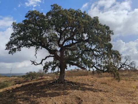 TERRENO RUSTICO COM 2.840 M2 - CORUJOS - CASTRO MARIM - ALGARVE