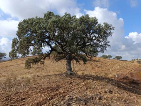 TERRENO RUSTICO COM 2.840 M2 - CORUJOS - CASTRO MARIM - ALGARVE