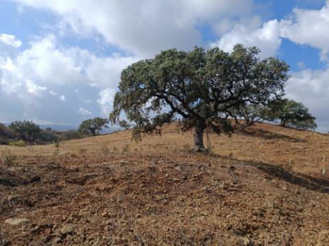 TERRENO RUSTICO COM 2.840 M2 - CORUJOS - CASTRO MARIM - ALGARVE