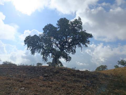 TERRENO RUSTICO COM 2.840 M2 - CORUJOS - CASTRO MARIM - ALGARVE