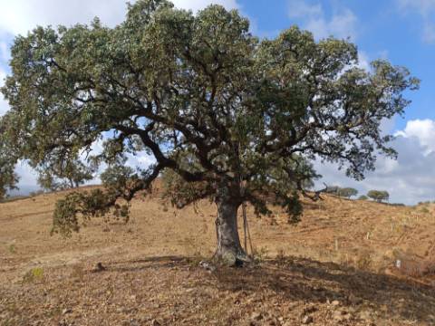 TERRENO RUSTICO COM 2.840 M2 - CORUJOS - CASTRO MARIM - ALGARVE