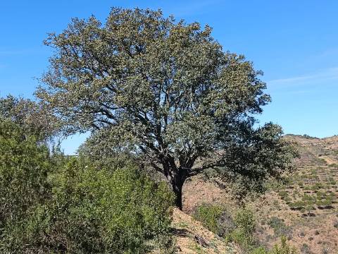TERRENO COM 43.560 M2 - COM POSSIBILIDADE DE CONTRUIR UM ARMAZÉM - PRÓXIMO ALTA MORA - CASTRO MARIM - ALGARVE
