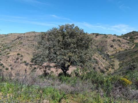 TERRENO COM 43.560 M2 - COM POSSIBILIDADE DE CONTRUIR UM ARMAZÉM - PRÓXIMO ALTA MORA - CASTRO MARIM - ALGARVE
