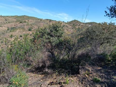 TERRENO COM 43.560 M2 - COM POSSIBILIDADE DE CONTRUIR UM ARMAZÉM - PRÓXIMO ALTA MORA - CASTRO MARIM - ALGARVE