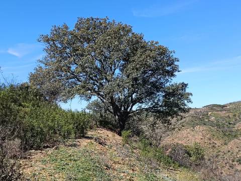 TERRENO COM 43.560 M2 - COM POSSIBILIDADE DE CONTRUIR UM ARMAZÉM - PRÓXIMO ALTA MORA - CASTRO MARIM - ALGARVE