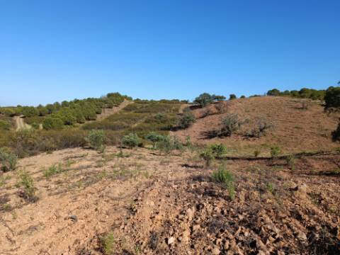 TERRENO RÚSTICO COM 5.560 M2 - COM ÁRVORES - ALCARIAS GRANDES - CASTRO MARIM - ALGARVE