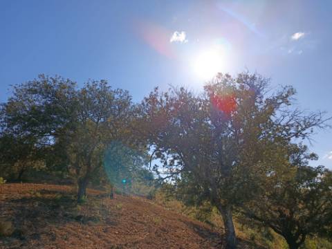 TERRENO RÚSTICO COM 5.560 M2 - COM ÁRVORES - ALCARIAS GRANDES - CASTRO MARIM - ALGARVE