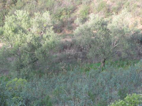 TERRENO RÚSTICO COM 5.560 M2 - COM ÁRVORES - ALCARIAS GRANDES - CASTRO MARIM - ALGARVE