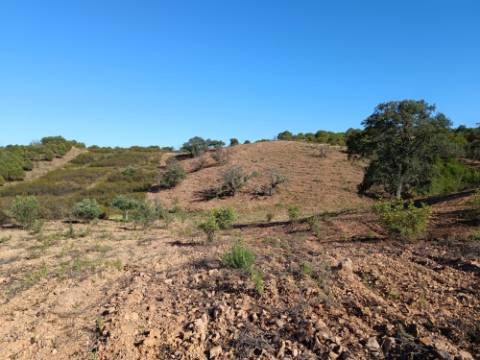 TERRENO RÚSTICO COM 5.560 M2 - COM ÁRVORES - ALCARIAS GRANDES - CASTRO MARIM - ALGARVE