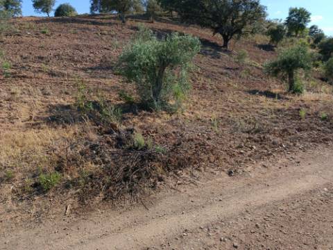 TERRENO RÚSTICO COM 5.560 M2 - COM ÁRVORES - ALCARIAS GRANDES - CASTRO MARIM - ALGARVE