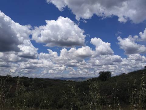 TERRENO RÚSTICO COM 5.560 M2 - COM ÁRVORES - ALCARIAS GRANDES - CASTRO MARIM - ALGARVE