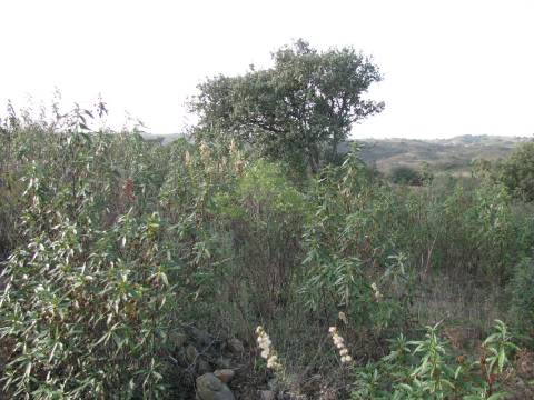 TERRENO RÚSTICO COM 5.560 M2 - COM ÁRVORES - ALCARIAS GRANDES - CASTRO MARIM - ALGARVE