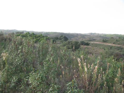 TERRENO RÚSTICO COM 5.560 M2 - COM ÁRVORES - ALCARIAS GRANDES - CASTRO MARIM - ALGARVE