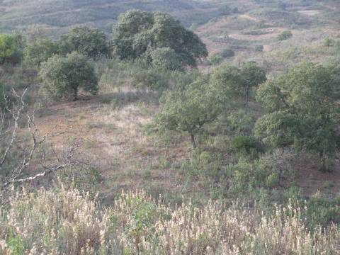TERRENO RÚSTICO COM 5.560 M2 - COM ÁRVORES - ALCARIAS GRANDES - CASTRO MARIM - ALGARVE