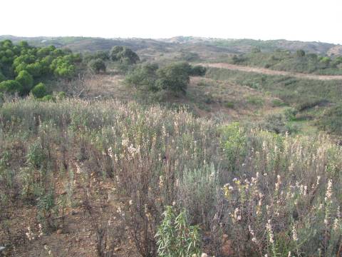 TERRENO RÚSTICO COM 5.560 M2 - COM ÁRVORES - ALCARIAS GRANDES - CASTRO MARIM - ALGARVE
