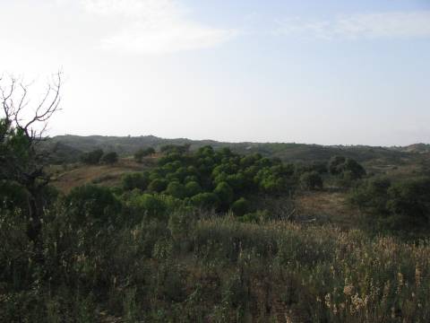 TERRENO RÚSTICO COM 5.560 M2 - COM ÁRVORES - ALCARIAS GRANDES - CASTRO MARIM - ALGARVE