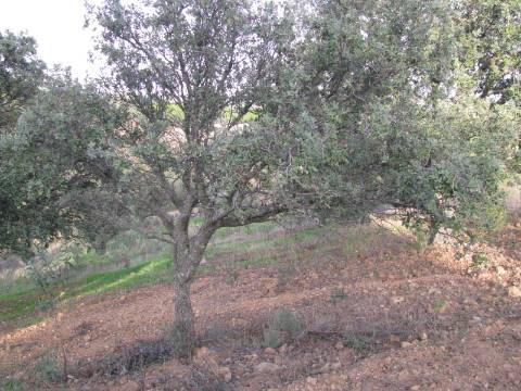 TERRENO RÚSTICO COM 5.560 M2 - COM ÁRVORES - ALCARIAS GRANDES - CASTRO MARIM - ALGARVE