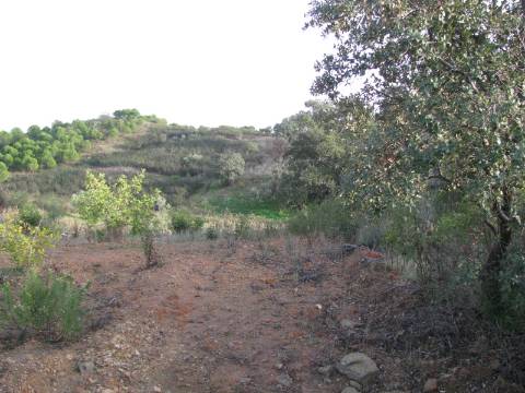 TERRENO RÚSTICO COM 5.560 M2 - COM ÁRVORES - ALCARIAS GRANDES - CASTRO MARIM - ALGARVE