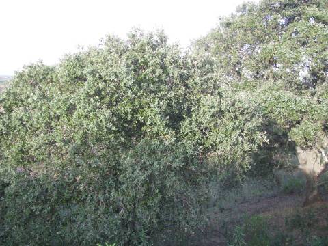 TERRENO RÚSTICO COM 5.560 M2 - COM ÁRVORES - ALCARIAS GRANDES - CASTRO MARIM - ALGARVE