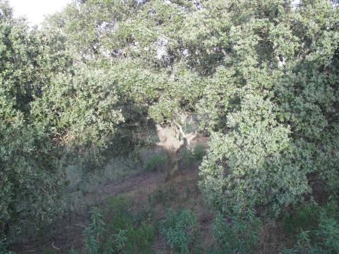TERRENO RÚSTICO COM 5.560 M2 - COM ÁRVORES - ALCARIAS GRANDES - CASTRO MARIM - ALGARVE
