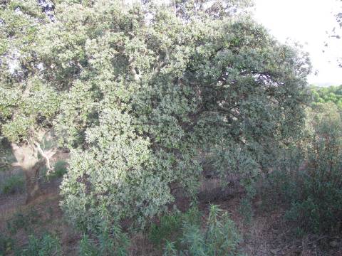 TERRENO RÚSTICO COM 5.560 M2 - COM ÁRVORES - ALCARIAS GRANDES - CASTRO MARIM - ALGARVE