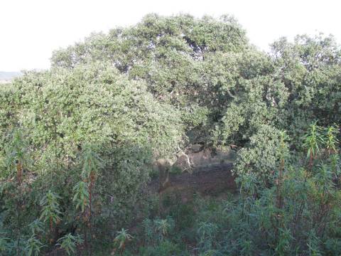 TERRENO RÚSTICO COM 5.560 M2 - COM ÁRVORES - ALCARIAS GRANDES - CASTRO MARIM - ALGARVE