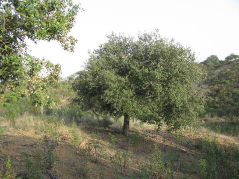 TERRENO RÚSTICO COM 5.560 M2 - COM ÁRVORES - ALCARIAS GRANDES - CASTRO MARIM - ALGARVE