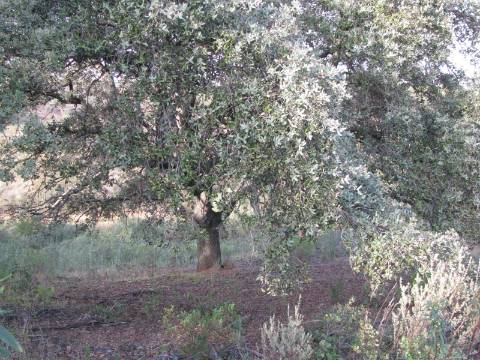 TERRENO RÚSTICO COM 5.560 M2 - COM ÁRVORES - ALCARIAS GRANDES - CASTRO MARIM - ALGARVE