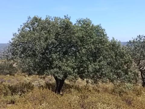 TERRENO COM VISTA RIO - COM 11.920 M2 PRÓXIMO A FOZ DE ODELEITE - CASTRO MARIM - ALGARVE