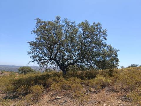 TERRENO COM VISTA RIO - COM 11.920 M2 PRÓXIMO A FOZ DE ODELEITE - CASTRO MARIM - ALGARVE