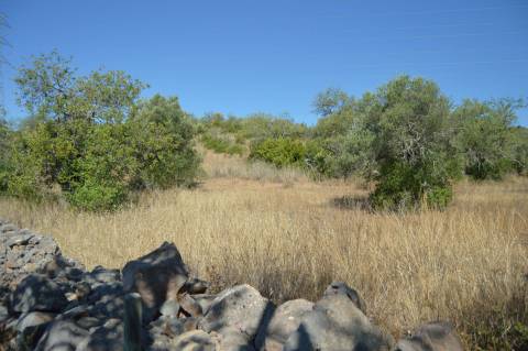 Terreno Rústico Desbarato, Santa Catarina da Fonte do Bispo