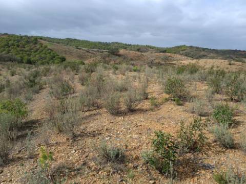 TERRENO RÚSTICO COM 10.320 M2 - VISTA LAGO - ALCARIAS GRANDES - CASTRO MARIM - ALGARVE
