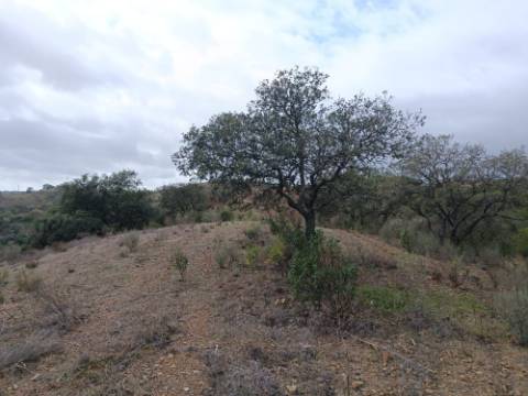 TERRENO RÚSTICO COM 10.320 M2 - VISTA LAGO - ALCARIAS GRANDES - CASTRO MARIM - ALGARVE