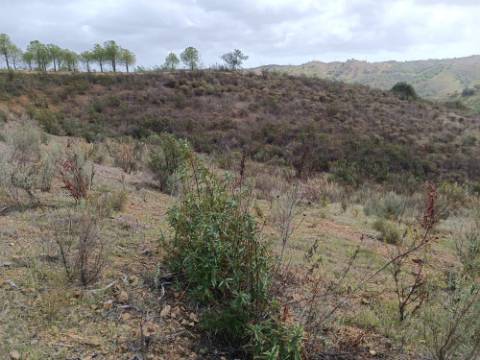 TERRENO RÚSTICO COM 10.320 M2 - VISTA LAGO - ALCARIAS GRANDES - CASTRO MARIM - ALGARVE