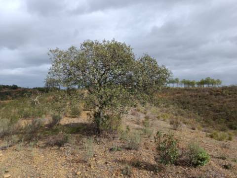 TERRENO RÚSTICO COM 10.320 M2 - VISTA LAGO - ALCARIAS GRANDES - CASTRO MARIM - ALGARVE