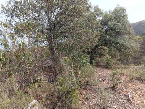 TERRENO RÚSTICO COM 10.320 M2 - VISTA LAGO - ALCARIAS GRANDES - CASTRO MARIM - ALGARVE