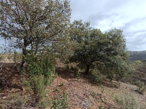 TERRENO RÚSTICO COM 10.320 M2 - VISTA LAGO - ALCARIAS GRANDES - CASTRO MARIM - ALGARVE