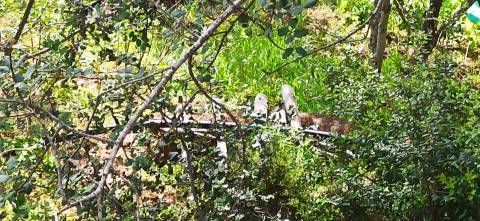 TERRENO COM PEQUENA RUÍNA EM CORTE DO PESO