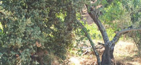 TERRENO COM PEQUENA RUÍNA EM CORTE DO PESO