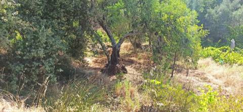 TERRENO COM PEQUENA RUÍNA EM CORTE DO PESO