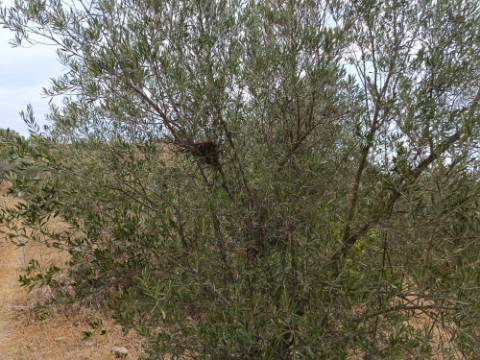 TERRENO RUSTICO COM 640 M2 - PRÓXIMO AOS BALURCOS EM ALCOUTIM - ALGARVE