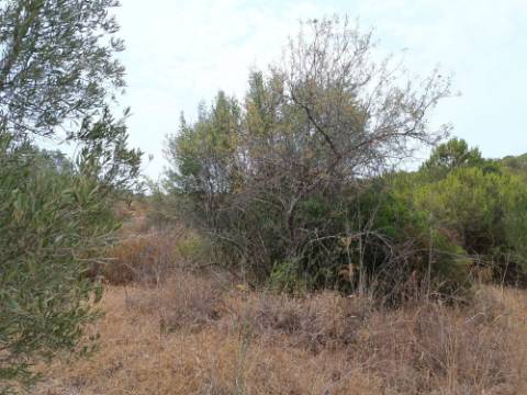 TERRENO RUSTICO COM 640 M2 - PRÓXIMO AOS BALURCOS EM ALCOUTIM - ALGARVE