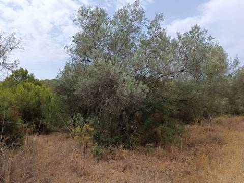 TERRENO RUSTICO COM 640 M2 - PRÓXIMO AOS BALURCOS EM ALCOUTIM - ALGARVE