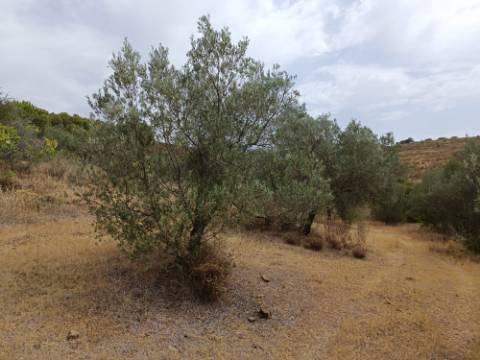 TERRENO RUSTICO COM 640 M2 - PRÓXIMO AOS BALURCOS EM ALCOUTIM - ALGARVE