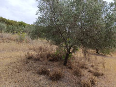 TERRENO RUSTICO COM 640 M2 - PRÓXIMO AOS BALURCOS EM ALCOUTIM - ALGARVE