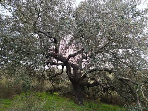 TERRENO COM 28.080 M2 - PLANO - COM POSSIBILIDADE DE CONSTRUIR ARMAZÉM AGRICOLA - CASA BRANCA - BALURCOS - ALCOUTIM - ALGARVE