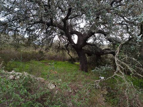 TERRENO COM 28.080 M2 - PLANO - COM POSSIBILIDADE DE CONSTRUIR ARMAZÉM AGRICOLA - CASA BRANCA - BALURCOS - ALCOUTIM - ALGARVE